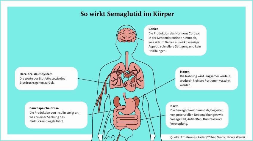 Infografik über die Wirkungsweisen von Semaglutid bei einzelnen Organen