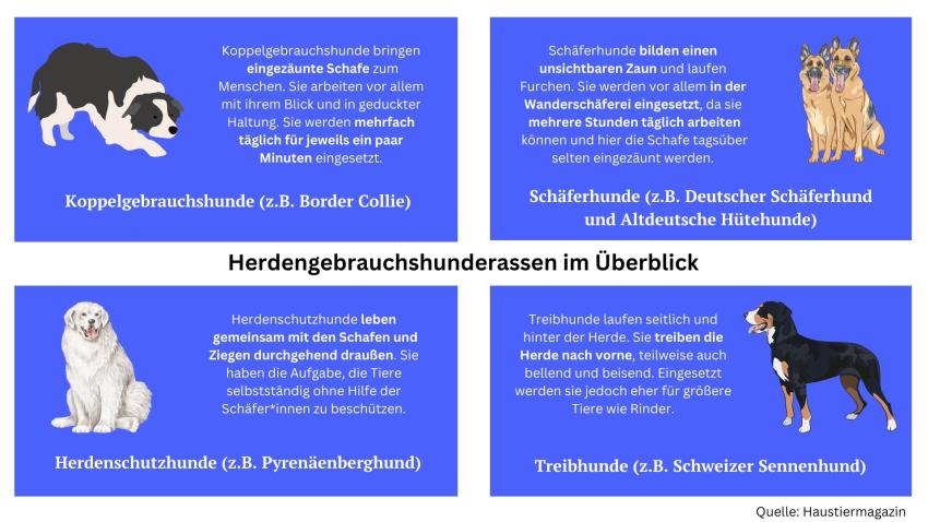 Eine Übersicht über die verschiedenen Herdengebrauchshunderassen