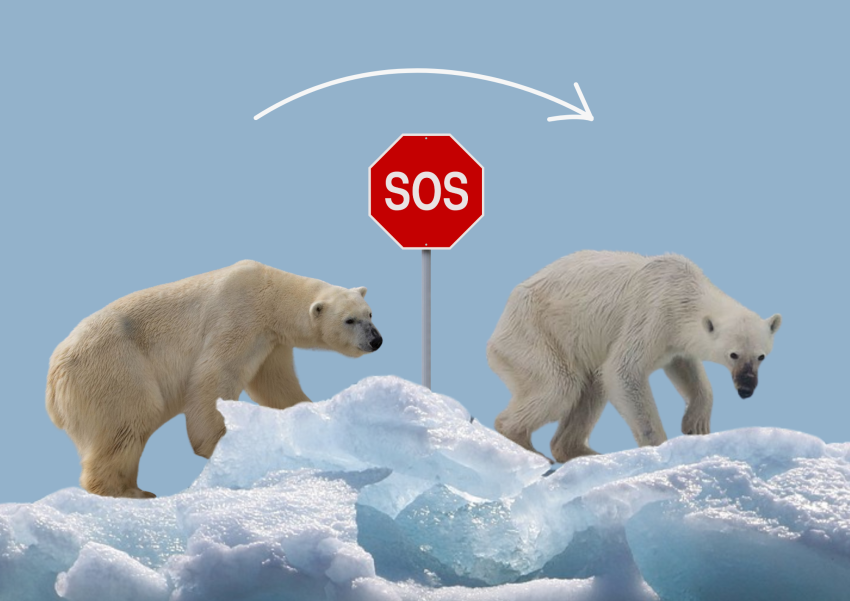 Eisbären werden immer dünner und befinden sich in Gefahr auf Grund des Klimawandels.