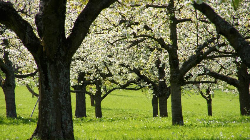 Streuobstwiese mit blühenden Apfelbäumen