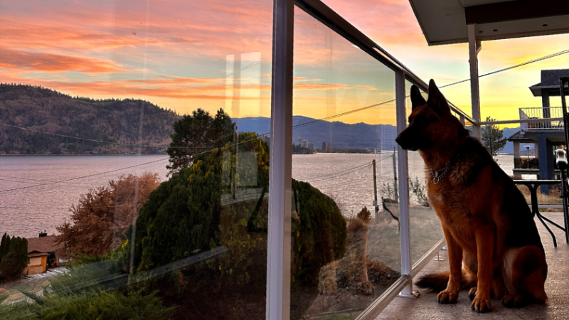 Hund auf Terrasse mit Sonnenuntergang