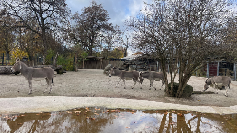 Zu sehen sind vier Somaliwildesel in ihrem Gehege.