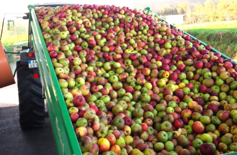 Anhänger voll mit reifen Äpfeln zur Anlieferung